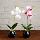 Композиция в горшочке "Орхидея" 5,5х23 см, микс - фото 24496170