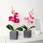 Композиция в горшочке "Орхидея" 6х23 см, микс - фото 24378385