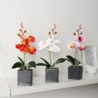 Композиция в горшочке "Орхидея" 6х23 см, микс - фото 24378386