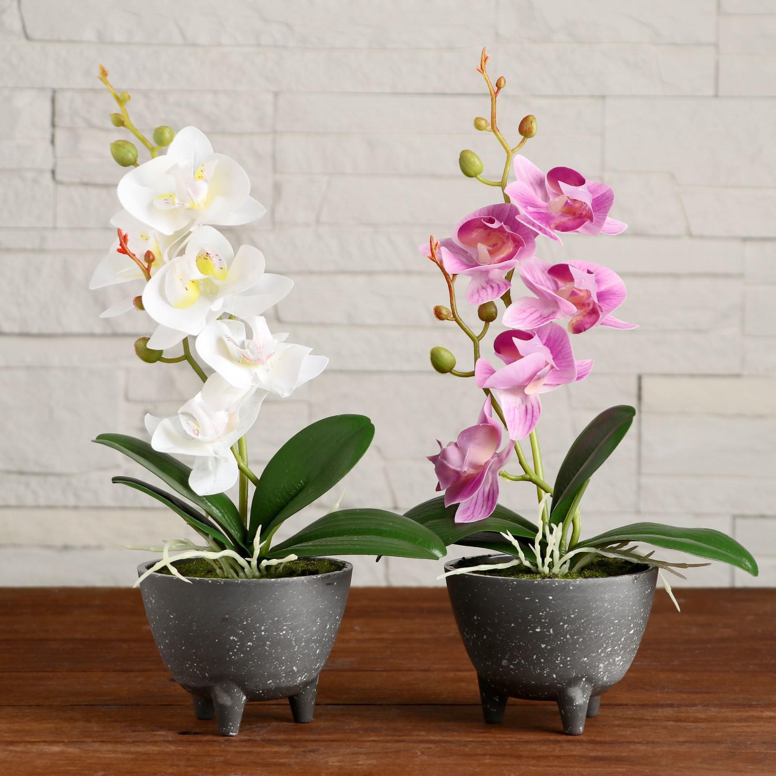 Как выглядит орхидея в горшке фото Как выглядит орхидея в горшке фото