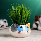 Декоративный горшок для цветов «Котёнок», 200 мл, 8.7×5.8×6 см, керамика, МИКС, Greengo - Фото 8