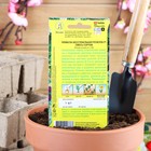 Семена цветов Примула "Розелла", смесь окрасок, F1, 7 шт - Фото 2