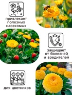 Семена  Календула Ванилла, 0,3 г - Фото 3