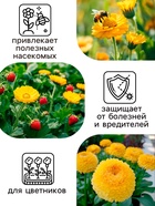 Семена  Календула Ванилла, 0,3 г - Фото 5