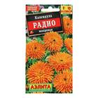 Семена Календула Радио махровая, 0,5 г - Фото 1