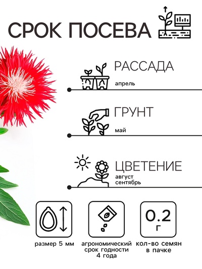 Семена цветов Астра «Ажурная россыпь», смесь окрасок, 0.2 г, однолетник, «Аэлита»