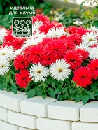 Семена Астра Ажурная россыпь, смесь окрасок , 0,2г - Фото 3