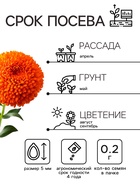 Семена цветов Астра «Монпансье», смесь окрасок, 0.2 г, однолетник, «Аэлита» - Фото 2
