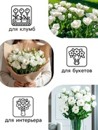 Семена Эустома "Сапфир" F1 белая крупноцветковая , 5шт - Фото 3