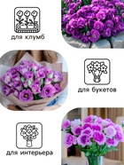 Семена цветов Эустома «Эйбиси», F1, пурпурная крупноцветковая махровая, 5 шт., «Аэлита» селекция PanAmerican Seed - Фото 3