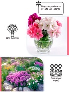 Флокс «смесь сортов», корневище в пакете с торфогрунтом, I, 2 шт. - Фото 2