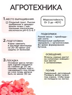 Флокс «смесь сортов», корневище в пакете с торфогрунтом, I, 2 шт. - Фото 3