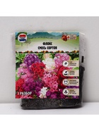 Флокс «смесь сортов», корневище в пакете с торфогрунтом, I, 2 шт. - Фото 6