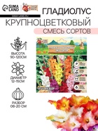 Гладиолус крупноцветковый «смесь сортов» луковица в пакете с перфорацией, р-р 8/10, 7 шт. - Фото 1
