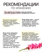 Гладиолус крупноцветковый «смесь сортов» луковица в пакете с перфорацией, р-р 8/10, 7 шт. - Фото 4