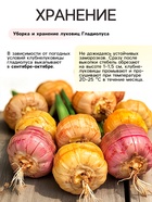 Гладиолус крупноцветковый «смесь сортов» луковица в пакете с перфорацией, р-р 8/10, 7 шт. - Фото 5