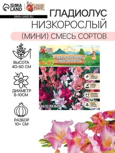 Гладиолус Низкорослый (мини) смесь сортов, луковица цветов в пакете с перфорацией, р-р 10/+, 7 шт.