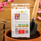 Семена цветов Смесь "сухоцветов", 1 г - Фото 6