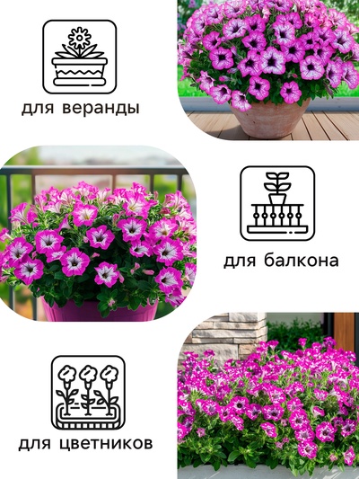 Семена цветов Петуния «Фиолетовый леопард», F1, 5 шт., однолетник, «Русский огород»