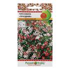 Семена цветов Гипсофила "Праздник", 0,5 г - Фото 1