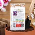 Семена цветов Сальвия хорминум "Мраморные ворота", смесь, 30 шт - Фото 4