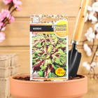 Семена цветов Колеус, серия Русский размер, 4 шт - Фото 1