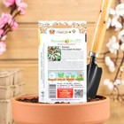 Семена цветов Колеус, серия Русский размер, 4 шт - Фото 2