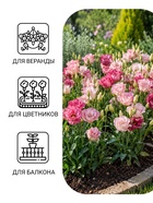 Семена цветов Эустома «Эхо Пинк» F1, драже, 5 шт. - Фото 3