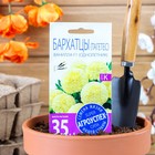 Семена цветов Бархатцы "Ванилла", F1, крупные, кремовые, О, 5 шт - Фото 1