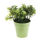 композиция зелень в горшочке 20*12 см лист плоский - Фото 1