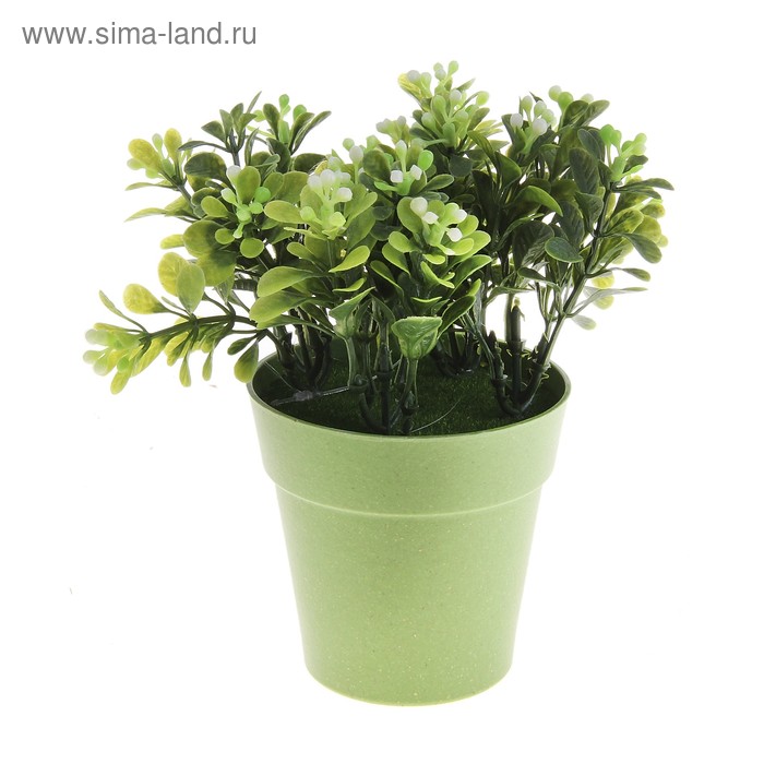 композиция зелень в горшочке 20*12 см лист плоский - Фото 1