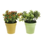 композиция зелень в горшочке 20*12 см лист плоский - Фото 2