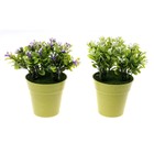 композиция зелень в горшочке 20*12 см лист плоский - Фото 3