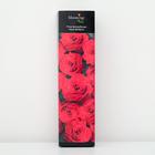 Роза флорибунда Нина Вейбулл (в тубе) 1 шт, 3-5 стеблей - Фото 1