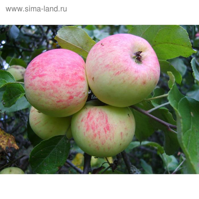 Московская грушовка яблоня фото и описание Московская грушовка яблоня фото и описание