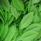 Вафельный «Лист розы», малый, светло - зеленый, 1000 шт. - Фото 5