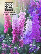 Семена цветов Дельфиниум "Экскалибур роуз виз би", F1, 10 шт. - Фото 3