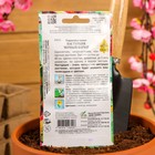 Семена цветов Настурция «Черный Бархат», 9 шт., «Дом семян» - Фото 4