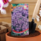 Семена цветов Алиссум "Восточная ночь", 170шт - Фото 3