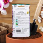 Семена цветов Алиссум "Восточная ночь", 170шт - Фото 4