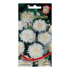 Семена цветов Василёк "Уайт Медальон", 55 шт - Фото 1