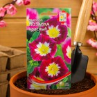 Семена цветов Вьюнок "Мозаика", красный, 44 шт - Фото 3