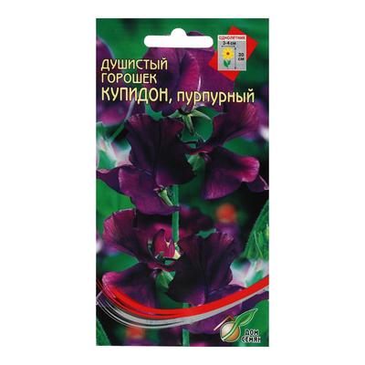 Семена цветов Горошек душистый "Купидон", пурпурный, 6 шт