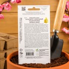 Семена цветов Катарантус амп. Медитерранен, абрикосовый, 7 шт - Фото 2