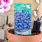 Семена цветов Лобелия "Император Вильям", 1000 шт - Фото 1