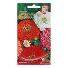 Семена цветов  Цинния георгиноцветковая "Мозаика", смесь, 37 шт - фото 21157302