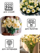 Семена Эустома "Эйбиси" F1 зеленая крупноцветковая махровая, 5 шт - Фото 3