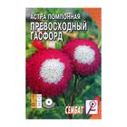 Семена цветов Астра помпонная "Превосходный Гасфорд",  0.1 г - Фото 1