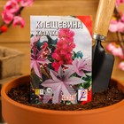 Семена цветов клещевина «Казачка», 2 шт. - Фото 3