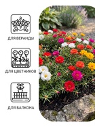 Семена цветов Портулак Крупноцветковый махровая смесь 0,05 г - Фото 1